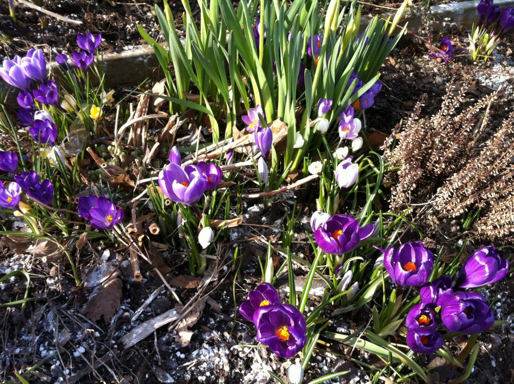 Vårblommor